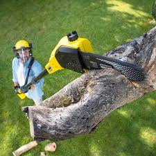 Trusted Oakwood, OH Tree Services Experts